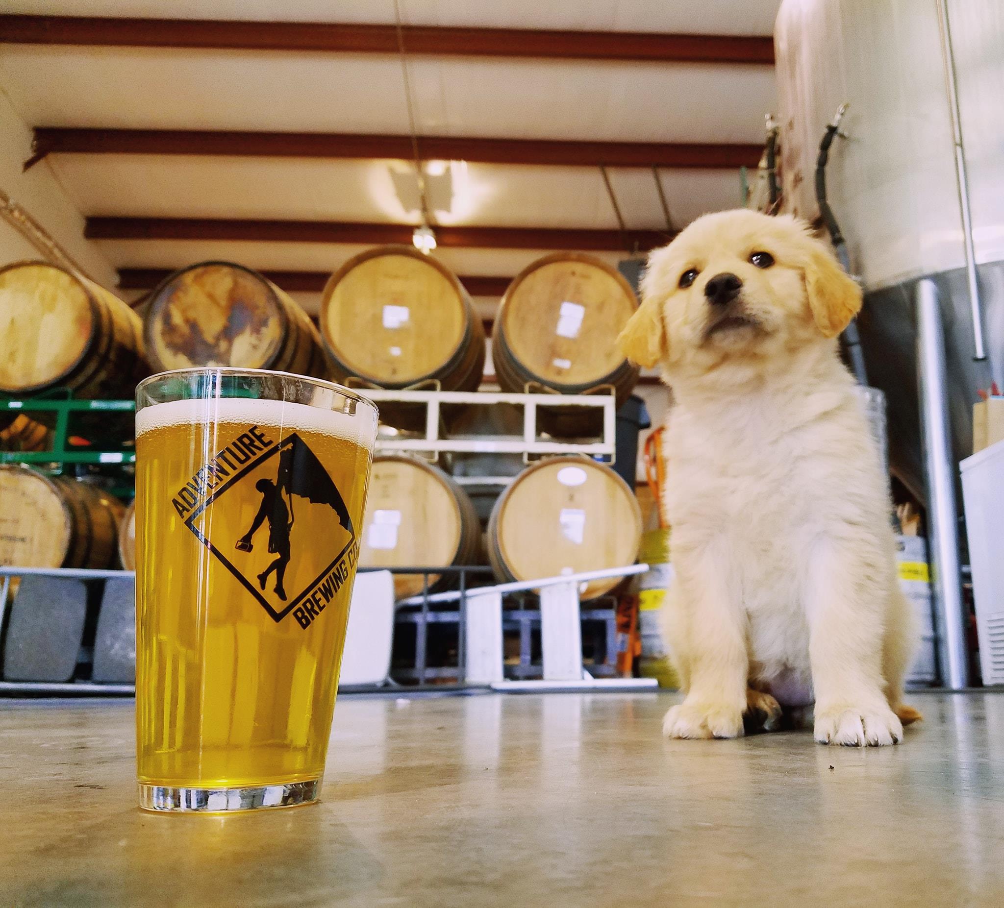 Puppy in event space