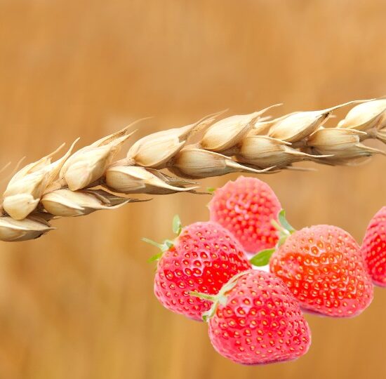 Strawberry Wheat