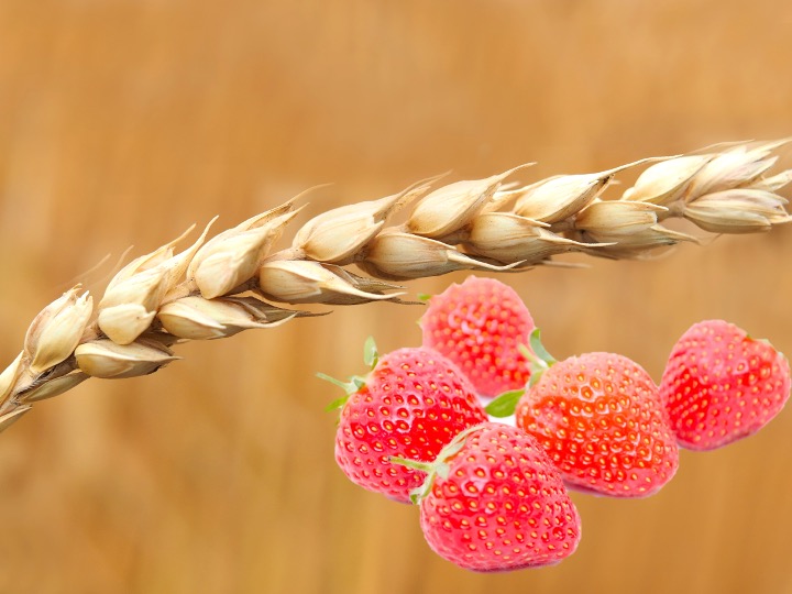 Strawberry Wheat