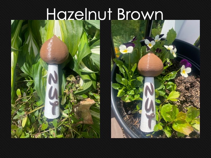 Hazelnut Brown